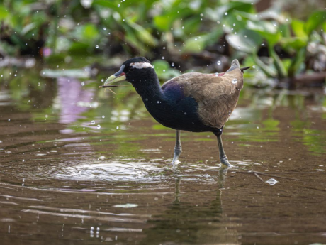 Lucknow Birding Walk