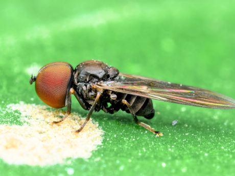 Macro Photography at Nehar Sahib