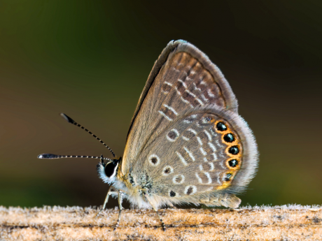 Macro Photography at Nehar Sahib