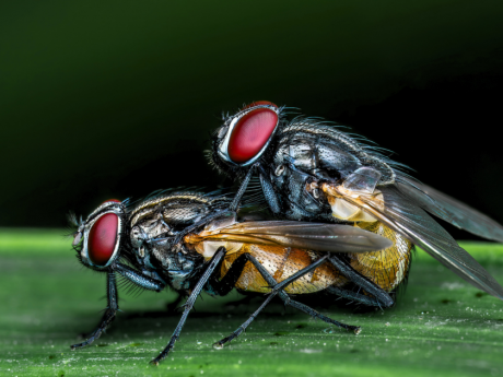Macro Photography at Nehar Sahib