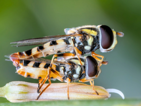Macro Photography at Nehar Sahib