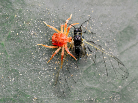 Macro Photography at Nehar Sahib