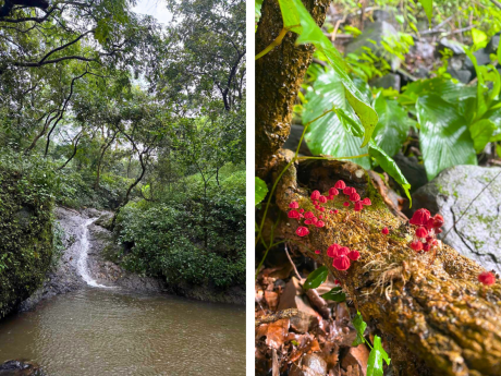 Mumbai Nature Events