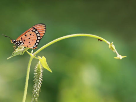 butterfly walks near me