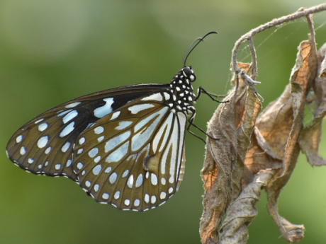 kolkata Earth Walks