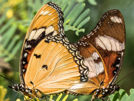 Aravali Butterfly Walk