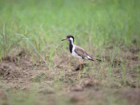Bird Walk Lucknow