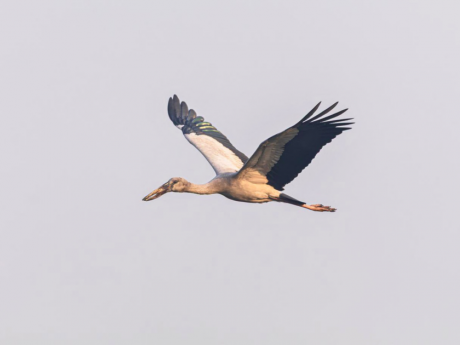 Bird Watching Lucknow