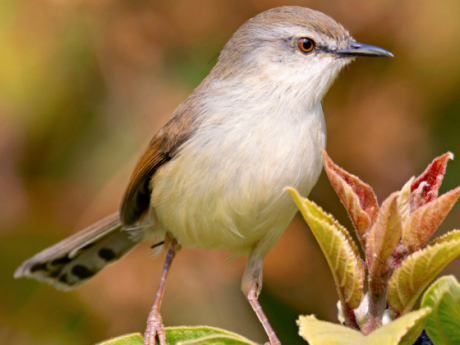 Birding In Gir