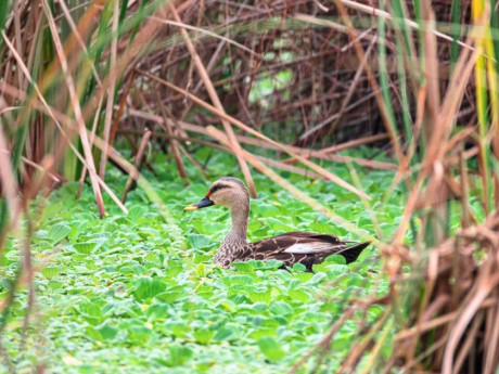 Birding Lucknow