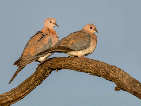 Birds Of Gir