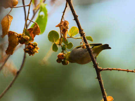 Birds Of Uttrakhand