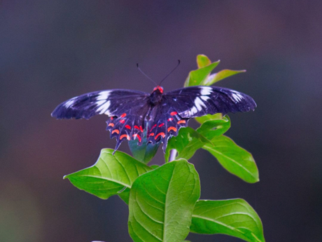 Butterfly Earth Walks