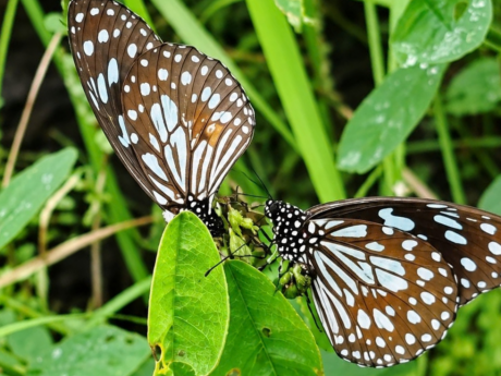 Butterfly Nature Walk