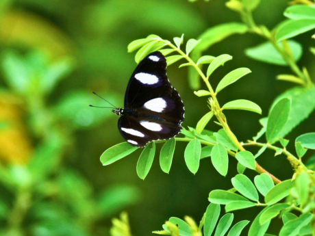 Butterfly Walk Vasant Kunj