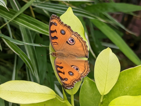 Butterfly Watching