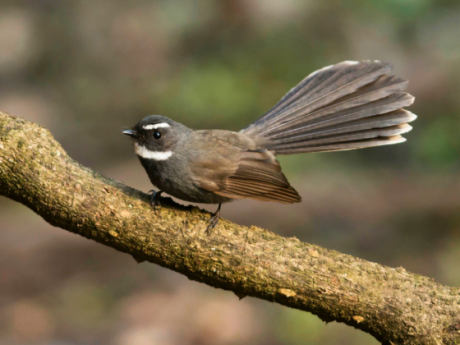 Gir Earth Walks