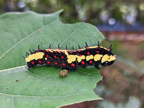Kolkata Butterflies