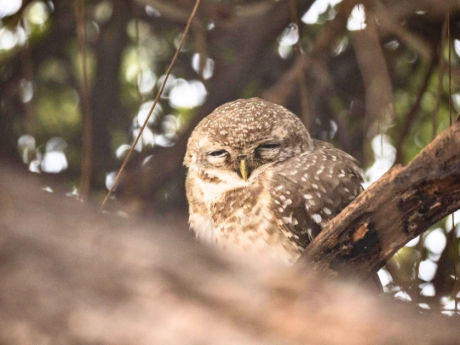 Lucknow Bird Walk