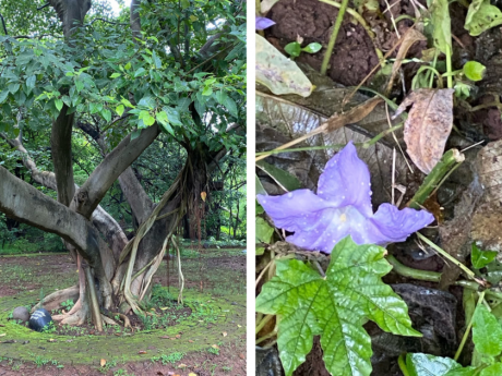 Mumbai Earth Walks