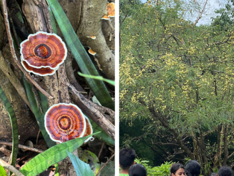 Mumbai Earth Walks