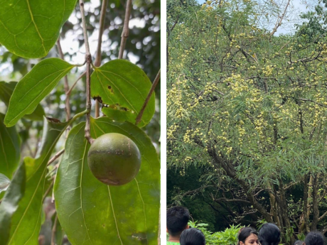 Mumbai Earth Walks