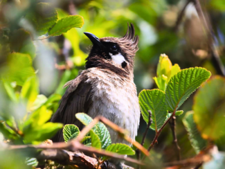 birds-of-pangot