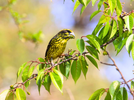 nature_walk_pangot