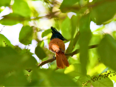 Birding for Kids