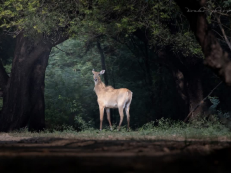 Birding-in-Sultanpur