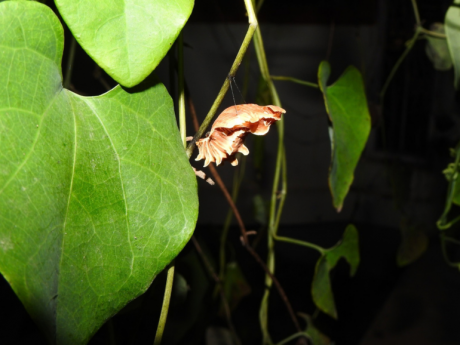 Butterfly Walks Ahemdabad