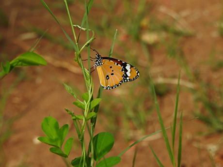 Butterfly Walks Gujarat