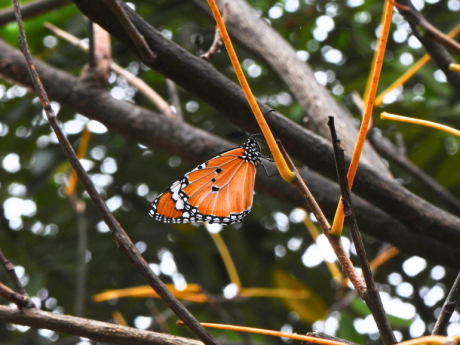 Butterfly Walks In Ahemdabad Gujarat