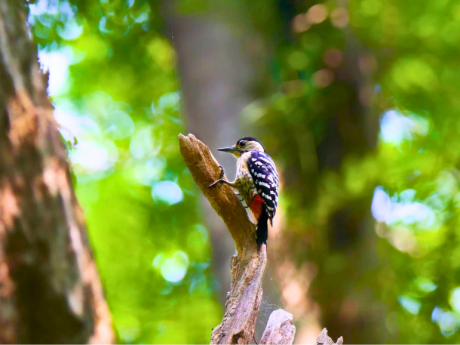 Earth Walks for Young Birder