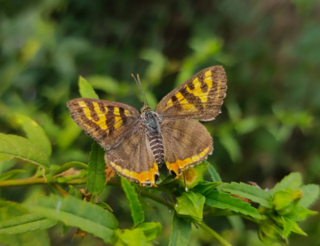 Earth walks In Aravali Biodiversity Park