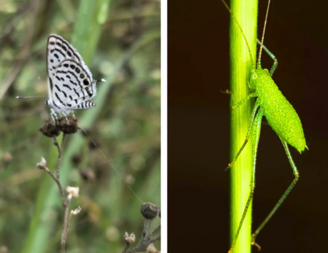 Earth walks In Aravali Biodiversity Park