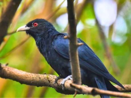 Kids Bird Walk