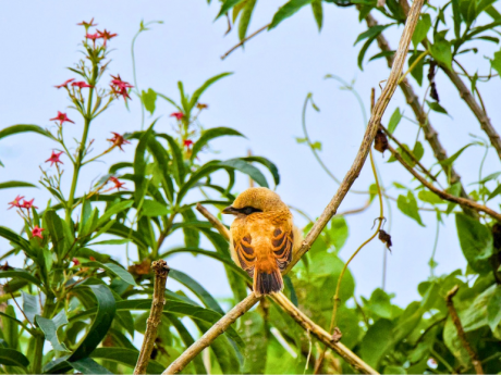 Young Birdwatchers