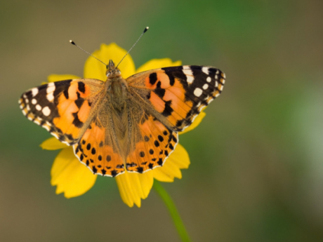 butterflies walks