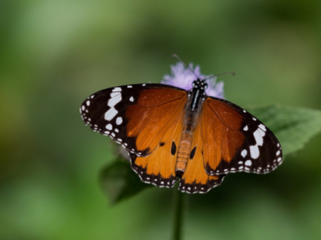butterflies walks